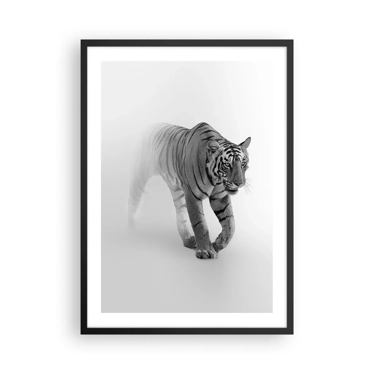 Poster în ramă neagră - Un tigru alb-negru ieșind din ceață - 50x70cm - De veghe în ceață - Decorațiune modernă pentru perete pentru living și dormitor ARTTOR
