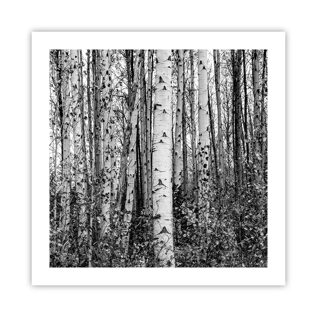 Poster - Coloane de mesteacăn - 50x50 cm