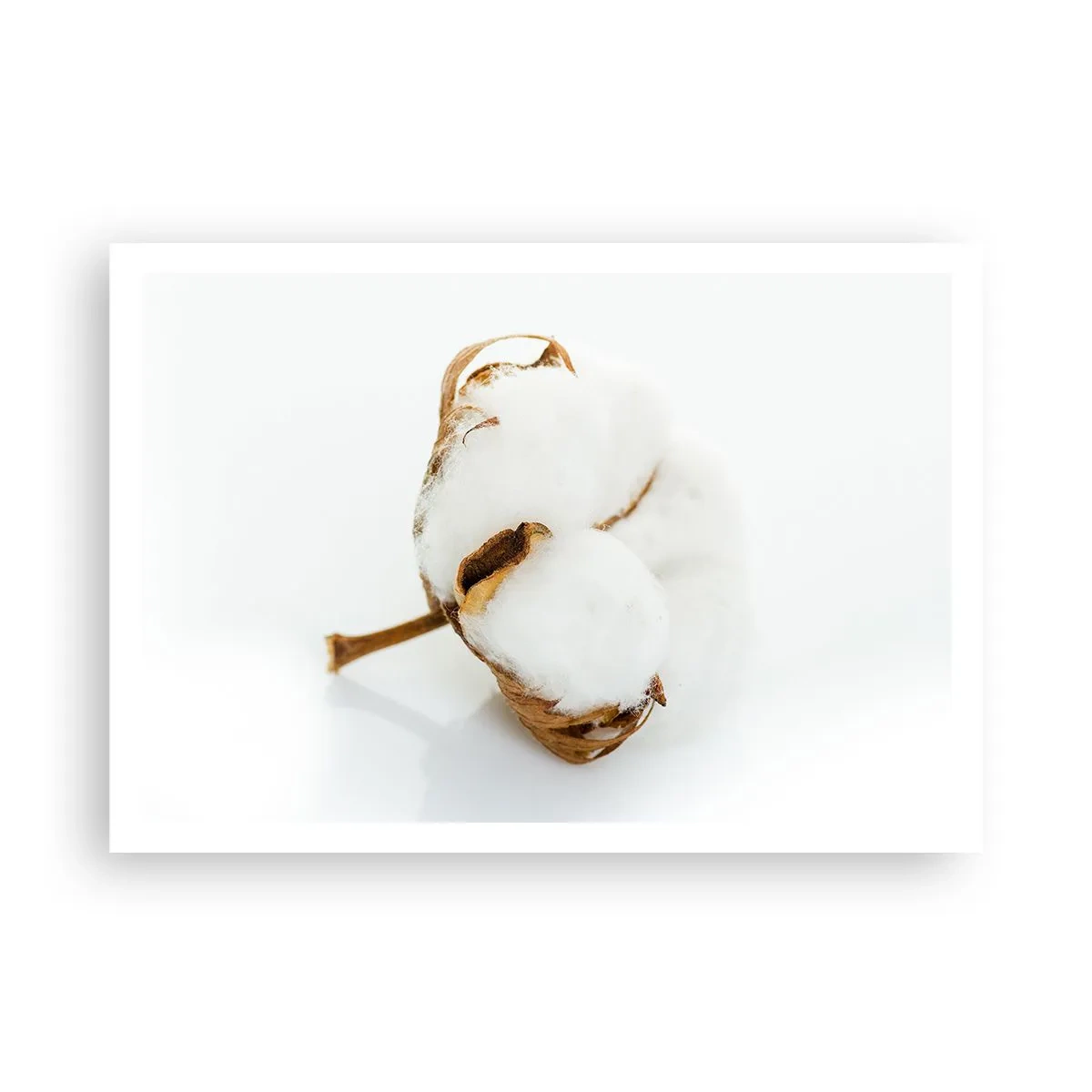 Poster - Moale prin natură - 100x70 cm