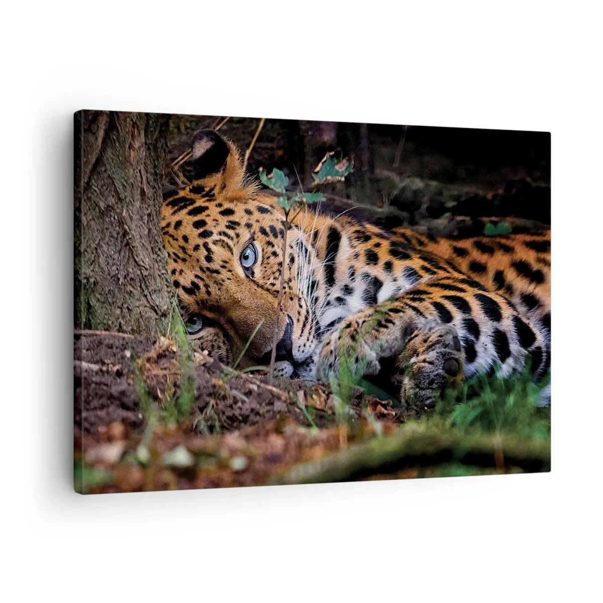 Tablou pe pânză Canvas - Un leopard întins la umbra copacilor - 70x50cm - Să ai încredere în mine - Decorațiune modernă pentru perete pentru living și dormitor ARTTOR