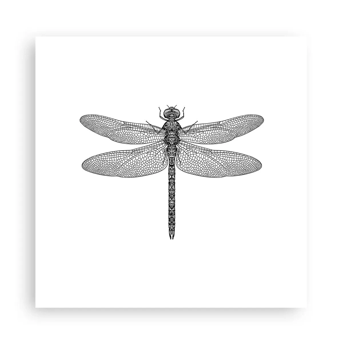 Poster - Precizia naturii - 30x30 cm