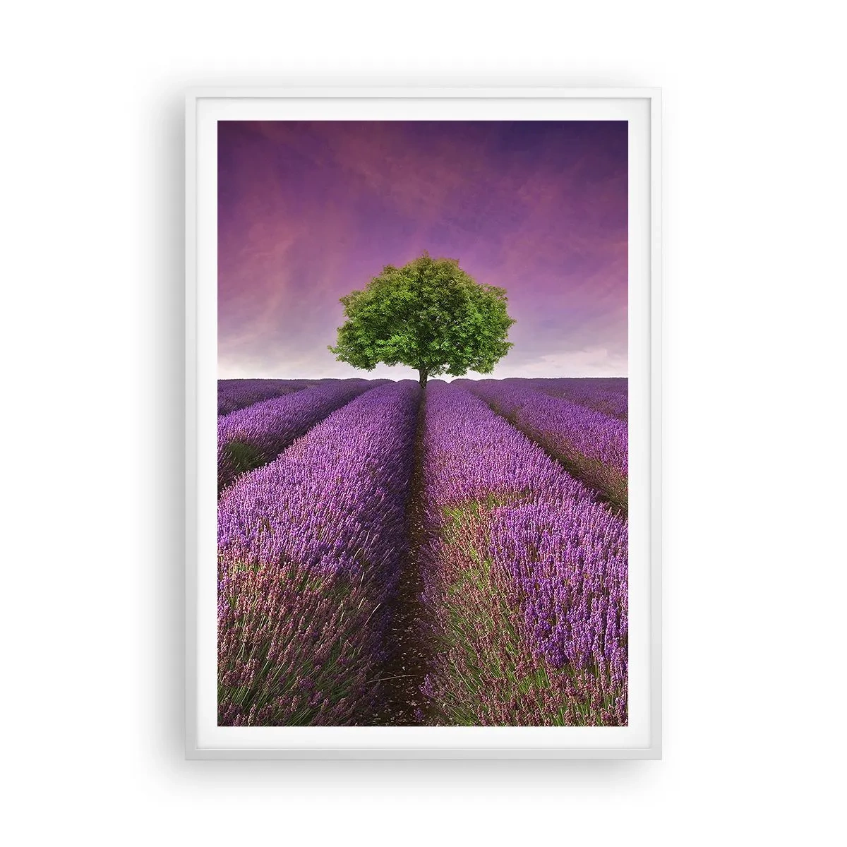 Poster în ramă albă - În câmpurile de lavandă - 70x100 cm
