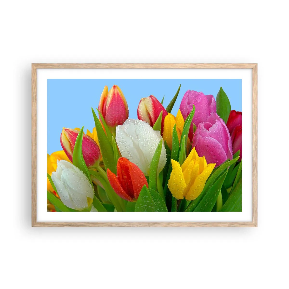 Poster în ramă de stejar deschis - Un curcubeu floral în picături de rouă - 70x50 cm