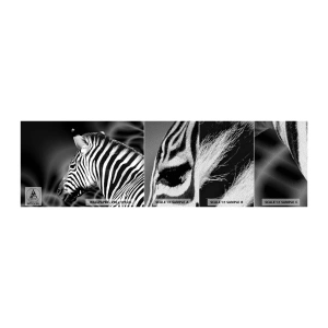 Mostră tapet Premium Sand - Albul e alb și negrul e negru - Coaste, alb-negru, Animale - 100x30 cm