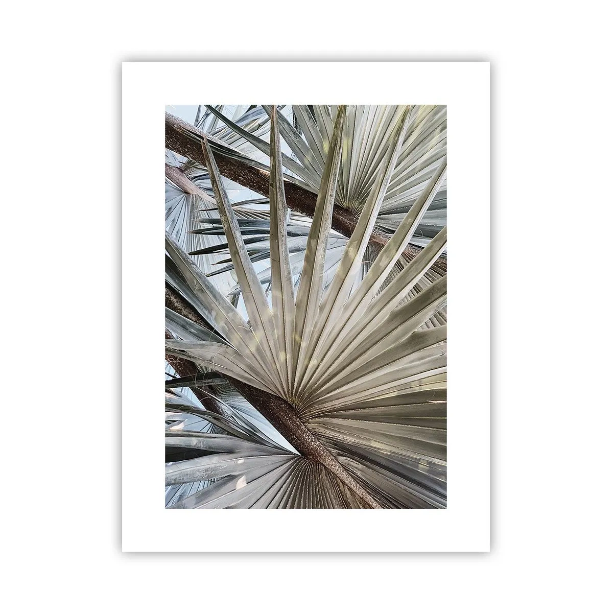 Poster - Evantaie din tropice - 30x40 cm