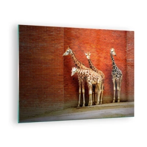 Tablou pe sticlă - Girafe pe un zid de cărămidă - 70x50cm - Vezi vreun salcâm? - Decorațiune modernă pentru perete pentru living și dormitor ARTTOR