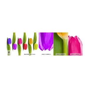 Mostră de Tapet Standard Eco - Compoziție curcubeu - Flori, Lalele, Natură - 100x30 cm