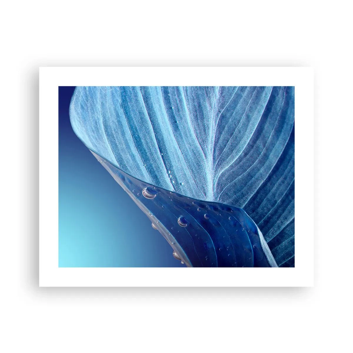Poster - Picături ascunse de albastru - 50x40 cm