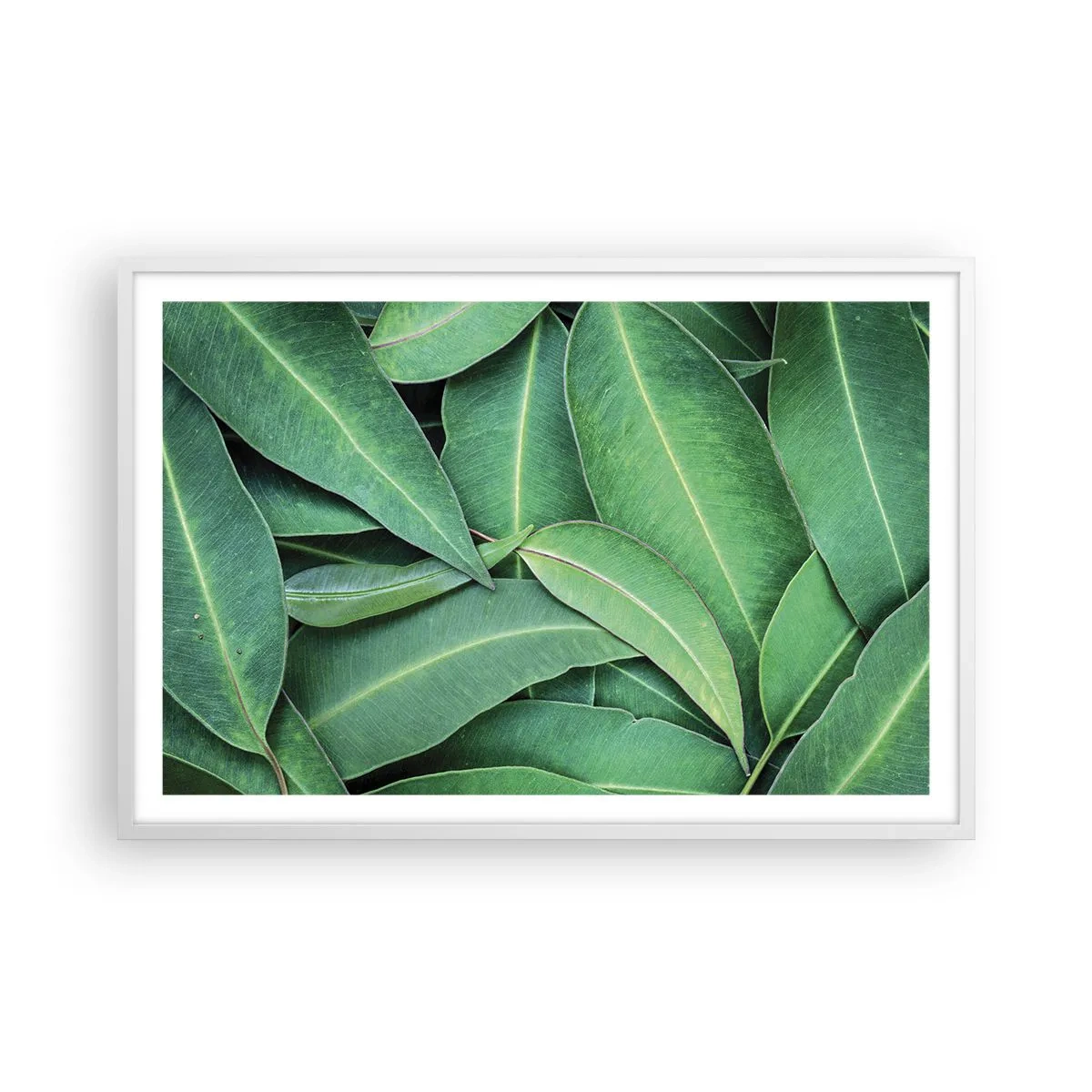 Poster în ramă albă - Suculente și proaspete - 91x61 cm