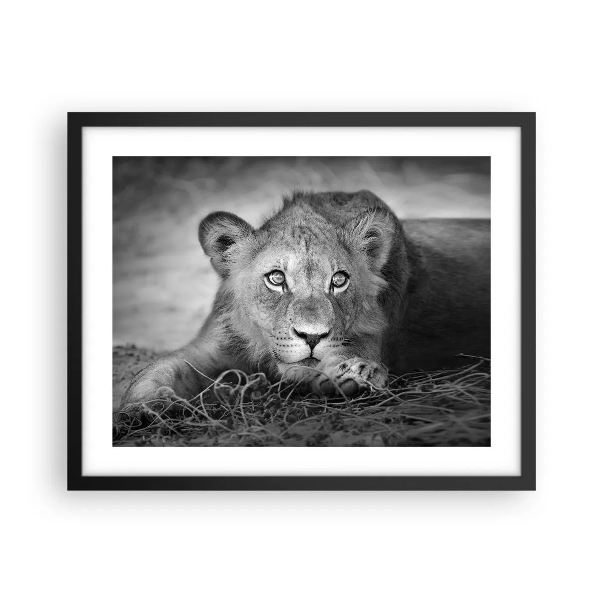 Poster în ramă neagră - Pisicuța regală - 50x40 cm
