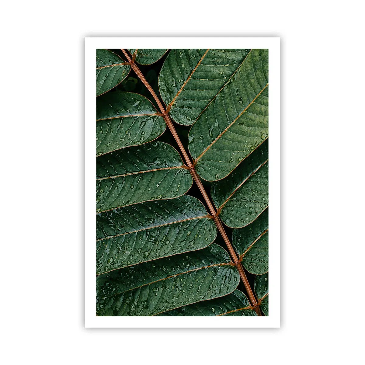 Poster - Într-un ritm verde - 61x91 cm