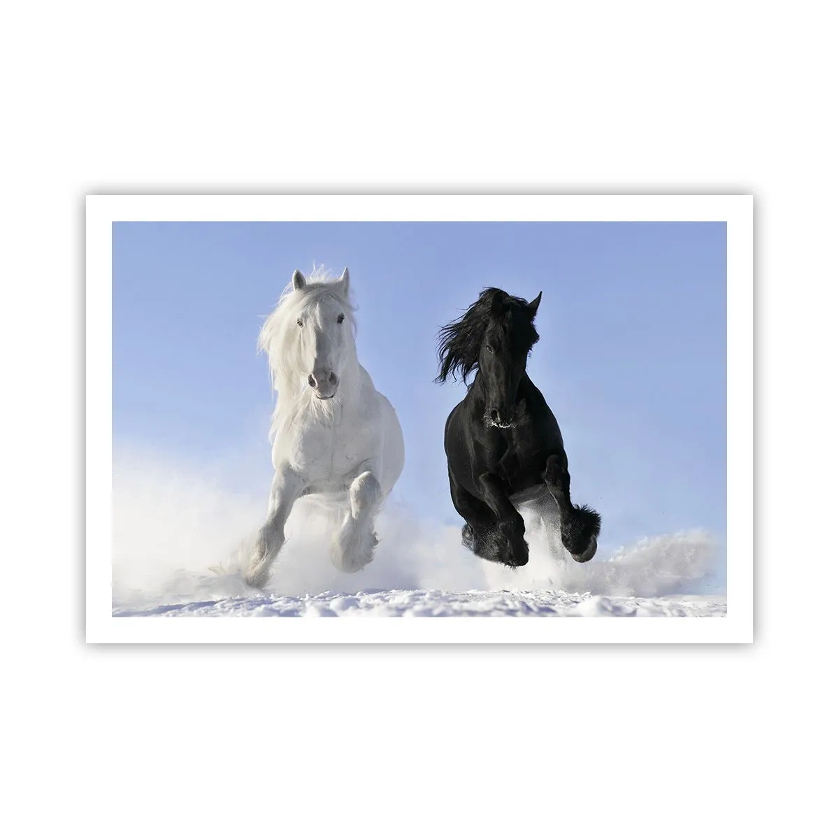 Poster - Galop de alb și negru - 91x61 cm