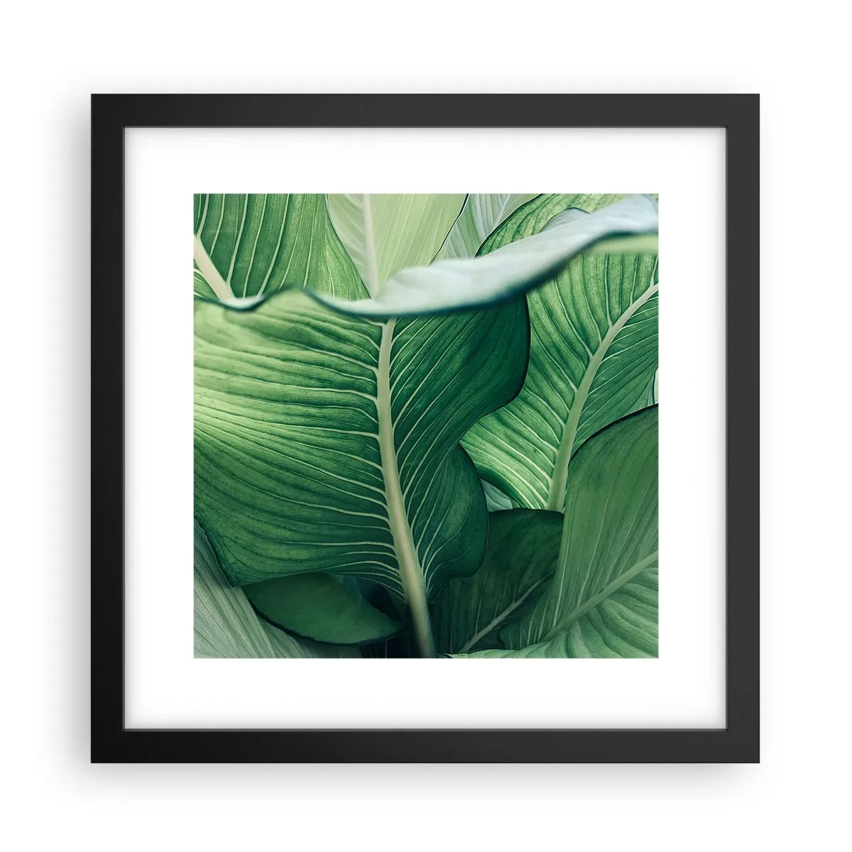 Poster în ramă neagră - Viață intensă în verde - 30x30 cm