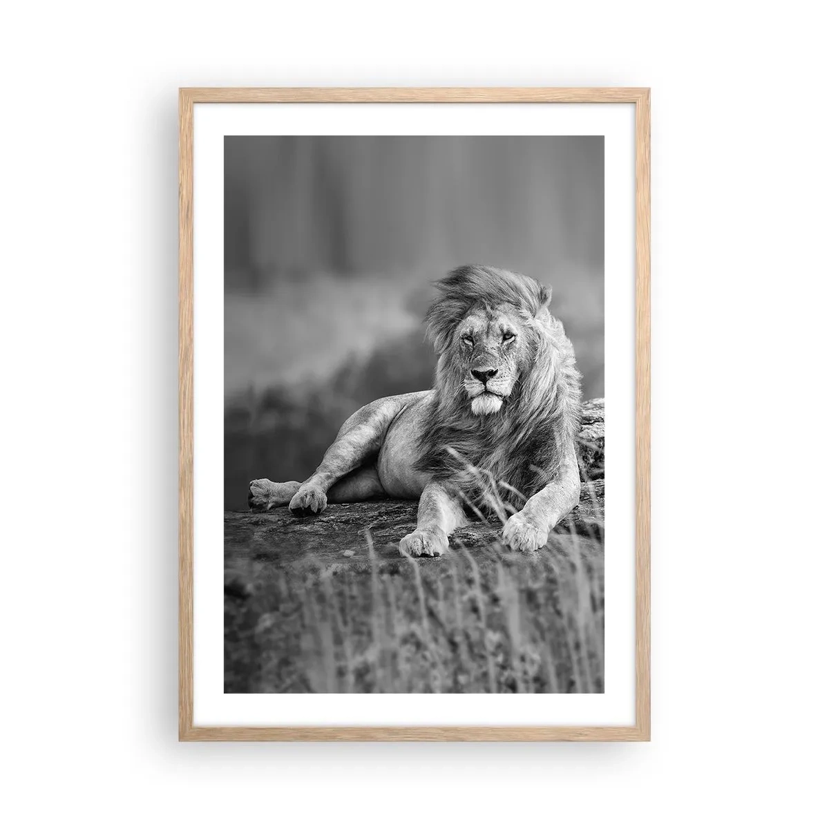 Poster în ramă de stejar deschis - Siesta regală - 50x70 cm