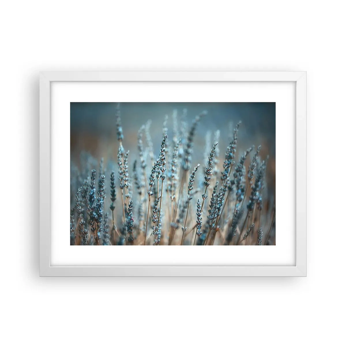 Poster în ramă albă - Câmpul parfumat - 40x30 cm