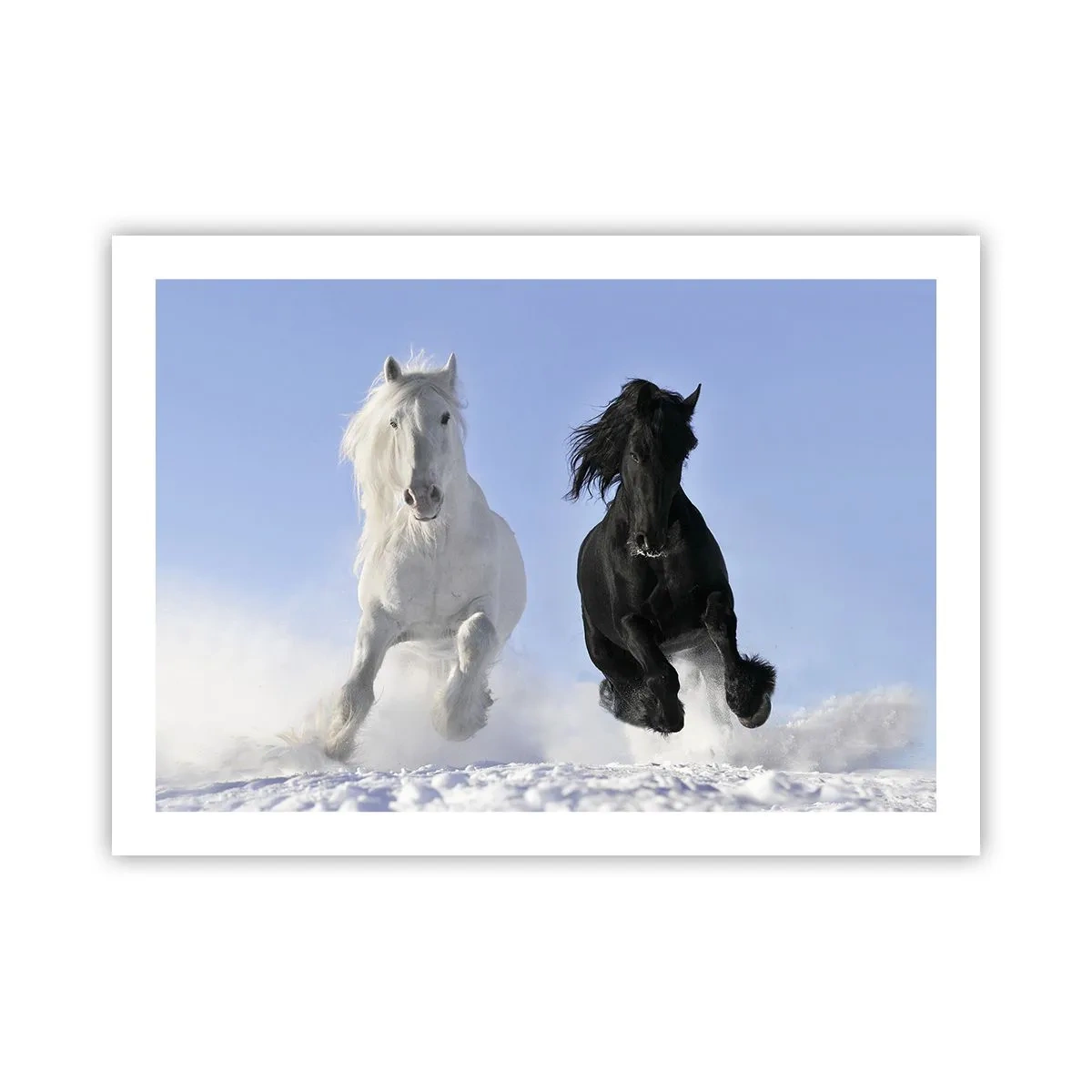 Poster - Galop de alb și negru - 70x50 cm