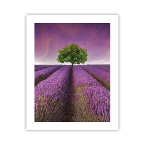 Poster - În câmpurile de lavandă - 40x50 cm