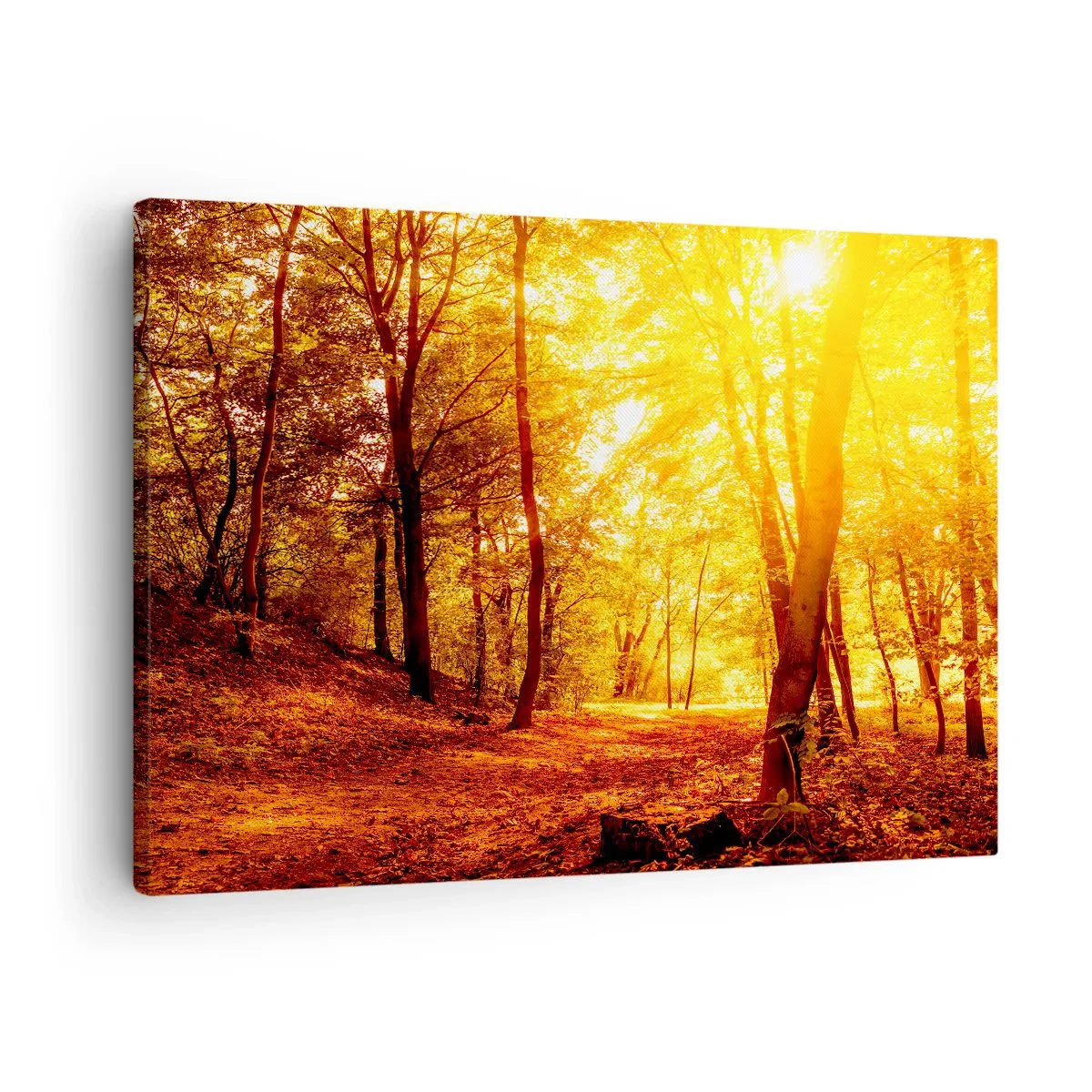 Tablou pe pânză Canvas - Poiana de toamnă în lumina aurie a soarelui cu o potecă de pădure - 70x50cm - Spre o poiană de aur - Decorațiune modernă pentru perete pentru living și dormitor ARTTOR