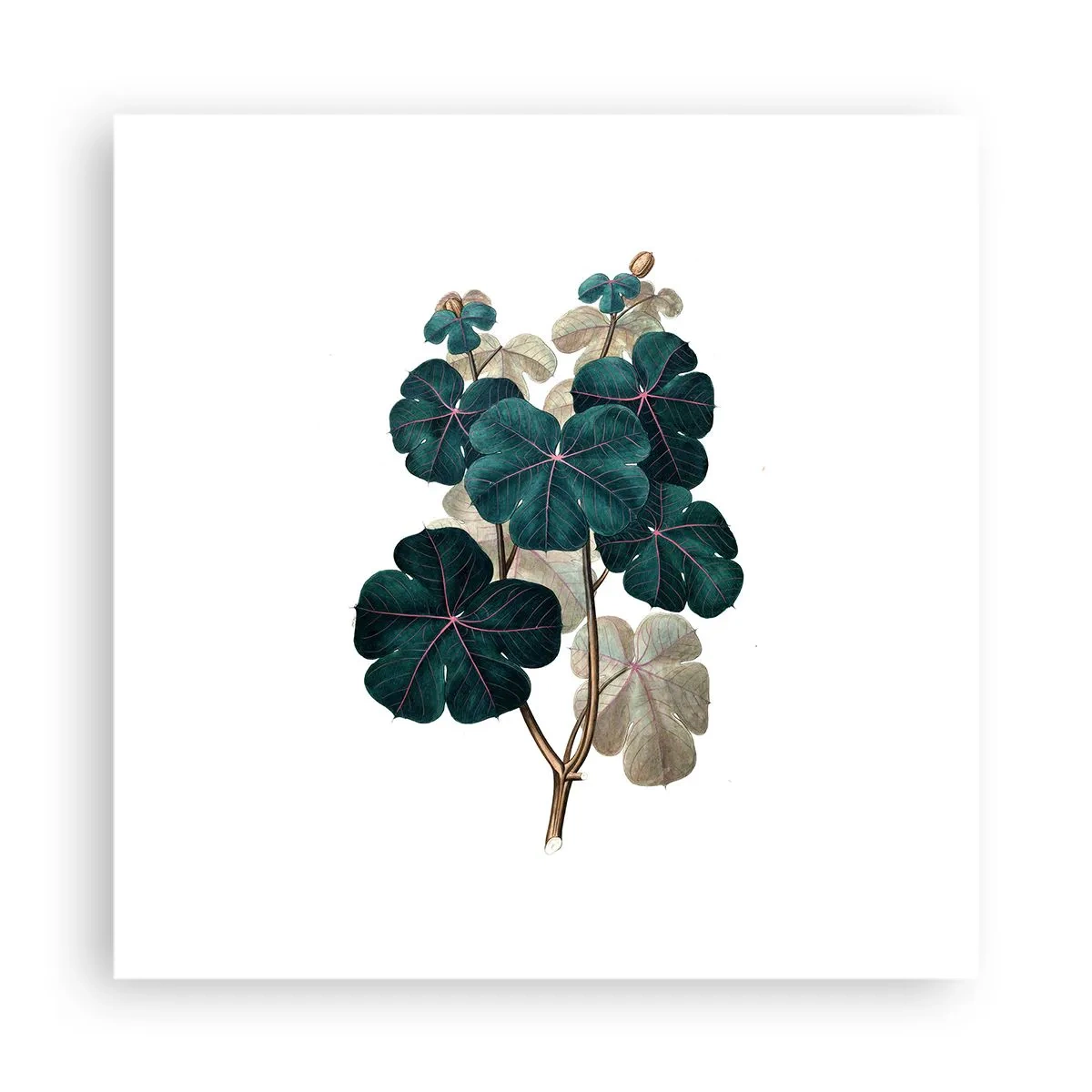 Poster - Dintr-un vechi ierbar - 40x40 cm