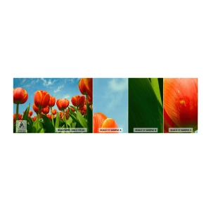Mostră tapet autocolant Deluxe Sticker - Doar cerul albastru - Flori, Lalele, Natură - 100x30 cm