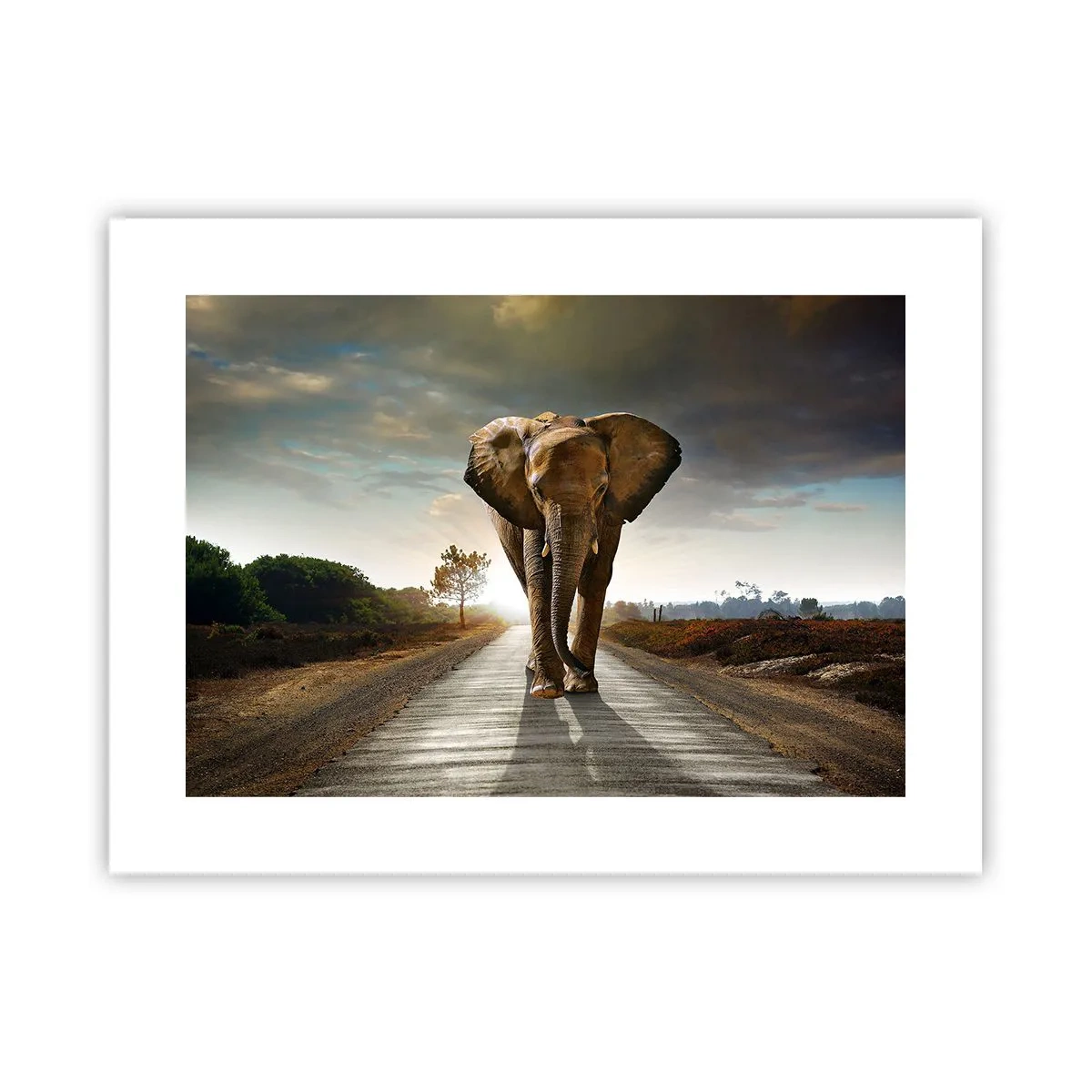 Poster - Și-a pierdut cipicii... - 40x30 cm