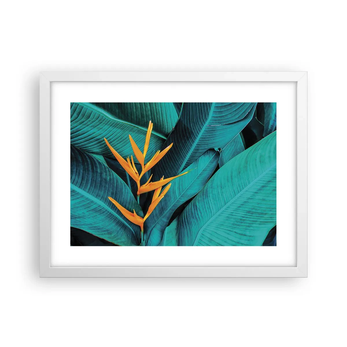 Poster în ramă albă - Floarea Edenului - 40x30 cm