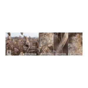 Mostră tapet Premium Sand - E timpul să zbori cu vântul - luncă, Iarbă de pampas, Natură - 100x30 cm