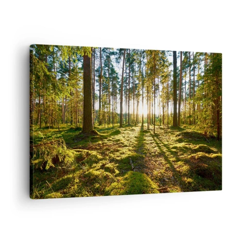 Tablou pe pânză Canvas - Pădure verde iluminată de lumina soarelui pe mușchi - 70x50cm - Pădurea misterioasă - Decorațiune modernă pentru perete pentru living și dormitor ARTTOR