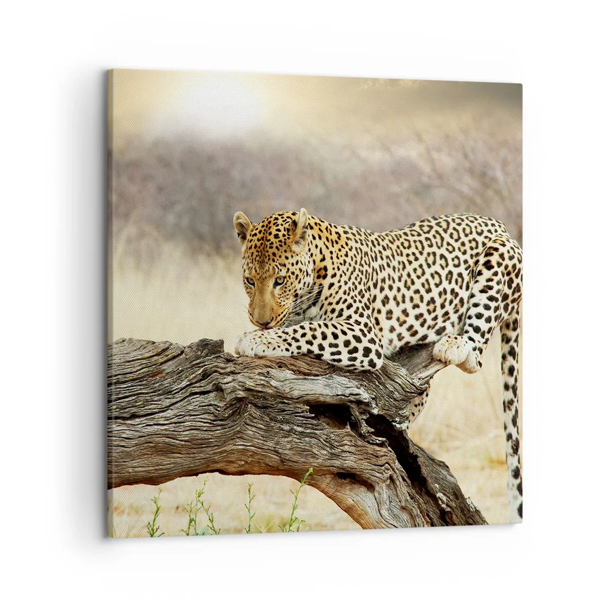 Tablou pe pânză - Mă duc pe drumul meu - 50x50 cm