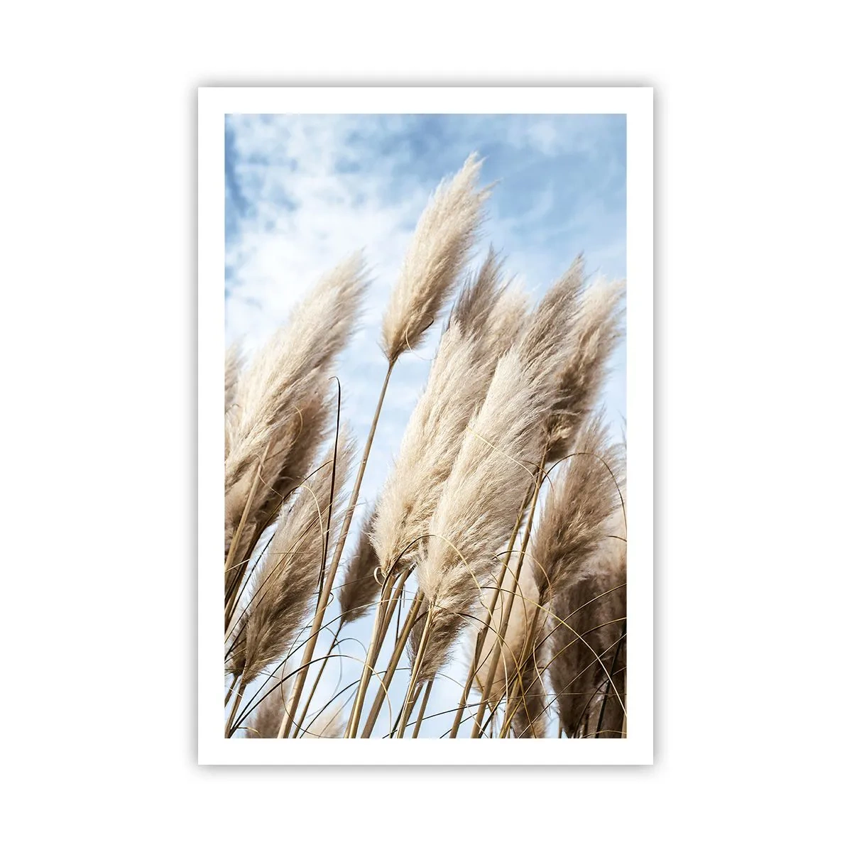 Poster - Mângâiere însorită și vântoasă - 61x91 cm