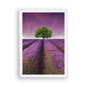 Poster în ramă albă - În câmpurile de lavandă - 70x100 cm