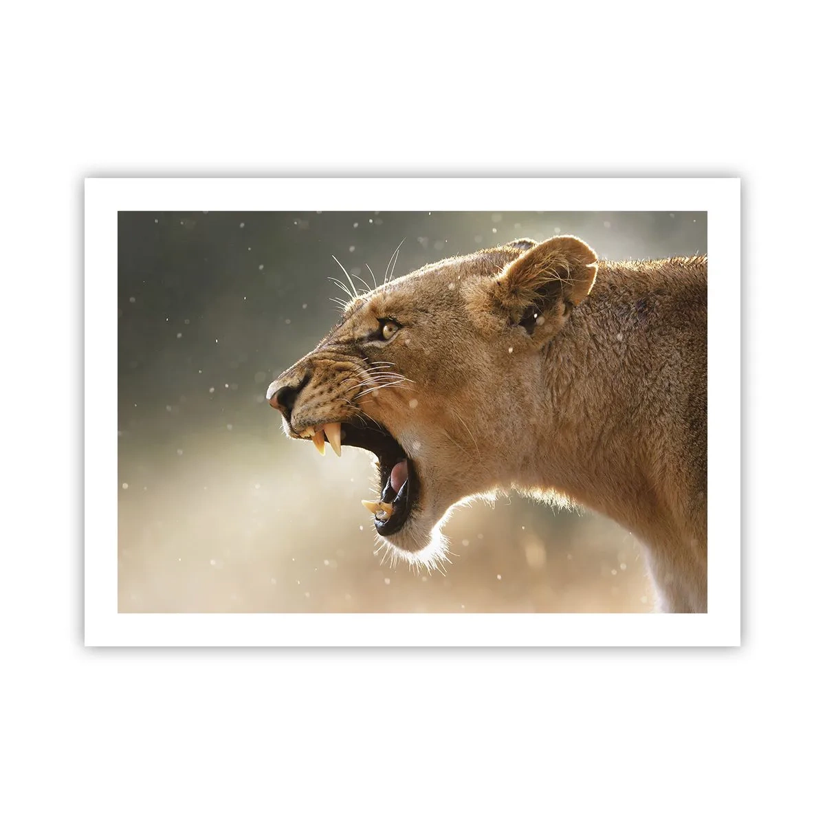 Poster - Încearcă să nu asculți - 70x50 cm