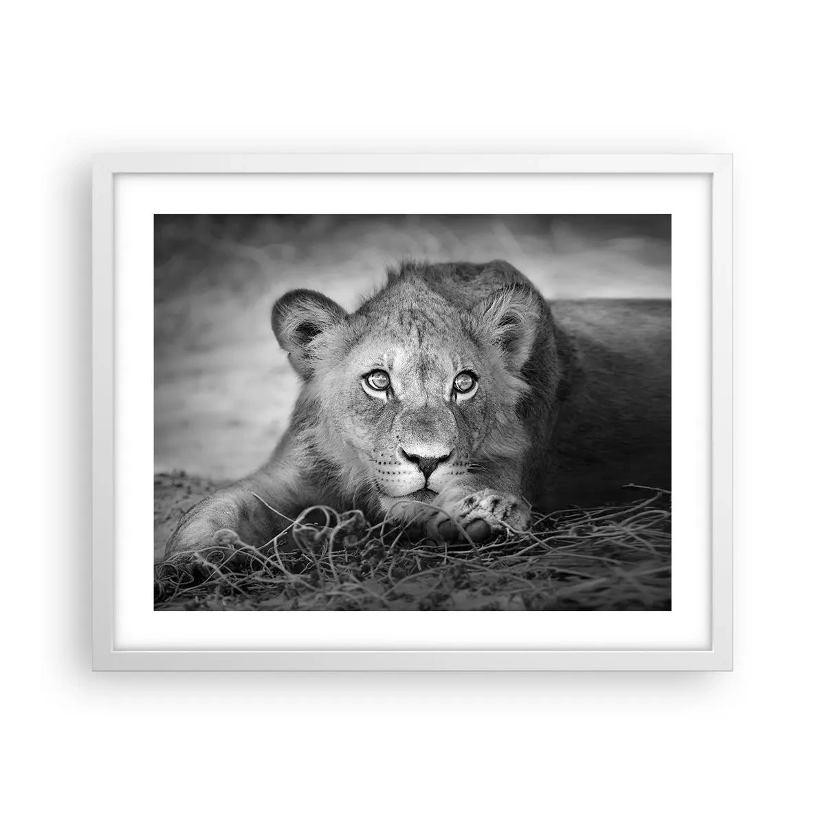 Poster în ramă albă - Pisicuța regală - 50x40 cm