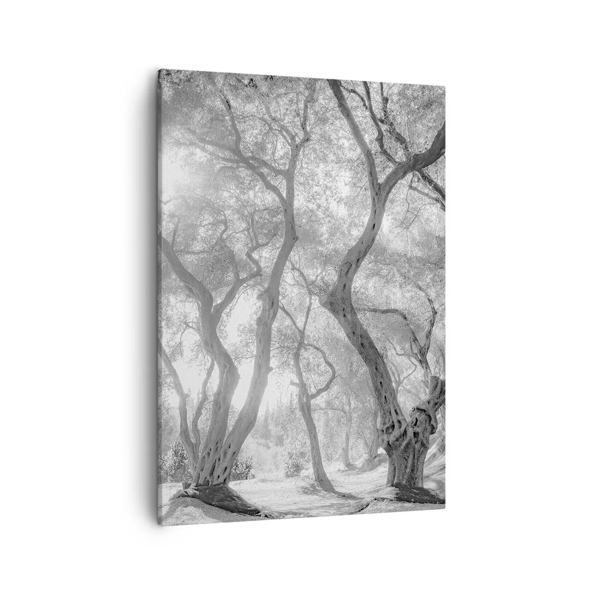 Tablou pe pânză - Într-o livadă de măslini - 50x70 cm