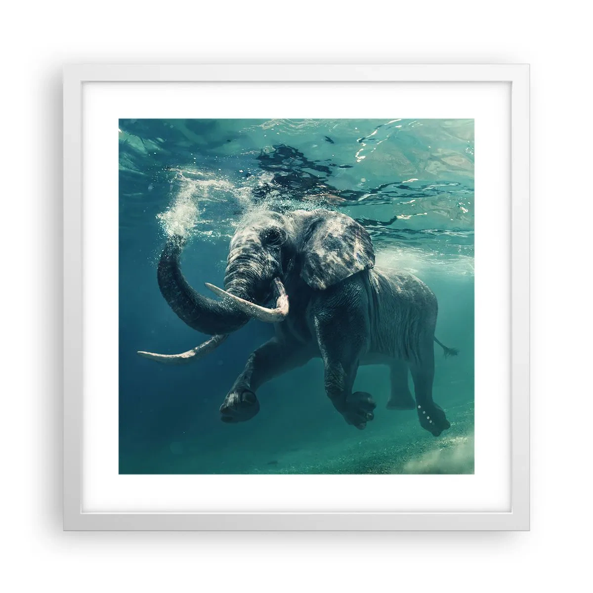 Poster în ramă albă - Tuturor le place să înoate - 40x40 cm