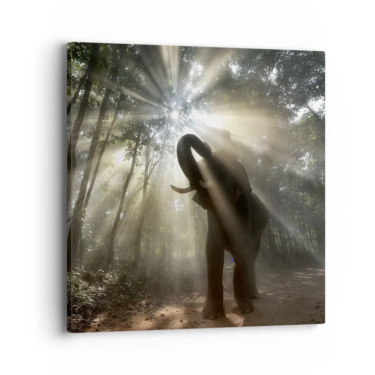 Tablou pe pânză - Sub o stea norocoasă - 40x40 cm