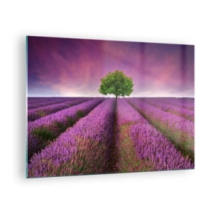 Tablou pe sticlă - Un câmp de lavandă cu un copac singuratic pe fundalul cerului - 70x50cm - În câmpurile de lavandă - Decorațiune modernă pentru perete pentru living și dormitor ARTTOR