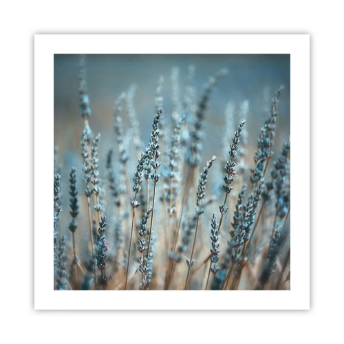 Poster - Câmpul parfumat - 50x50 cm