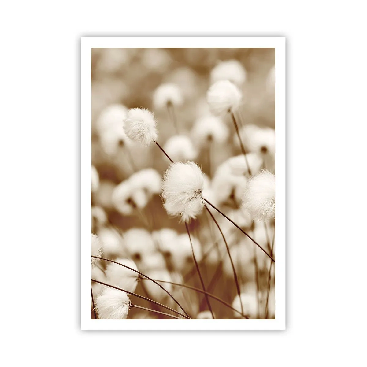 Poster - Câmp pufos - 70x100 cm