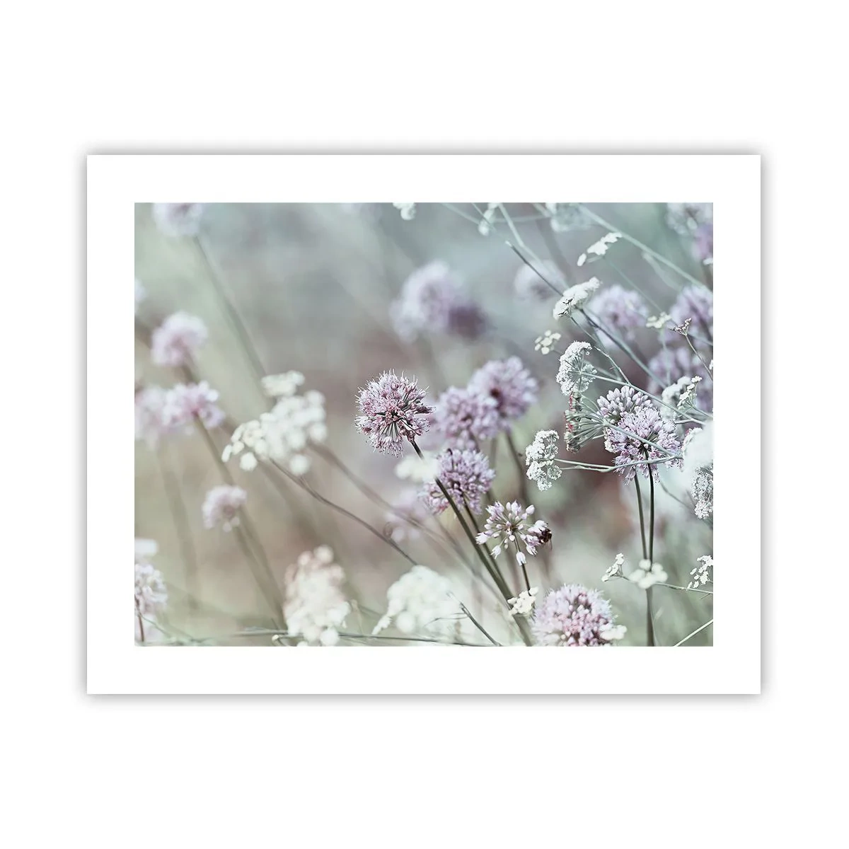 Poster - Ierburi dulci filigranate - 50x40 cm