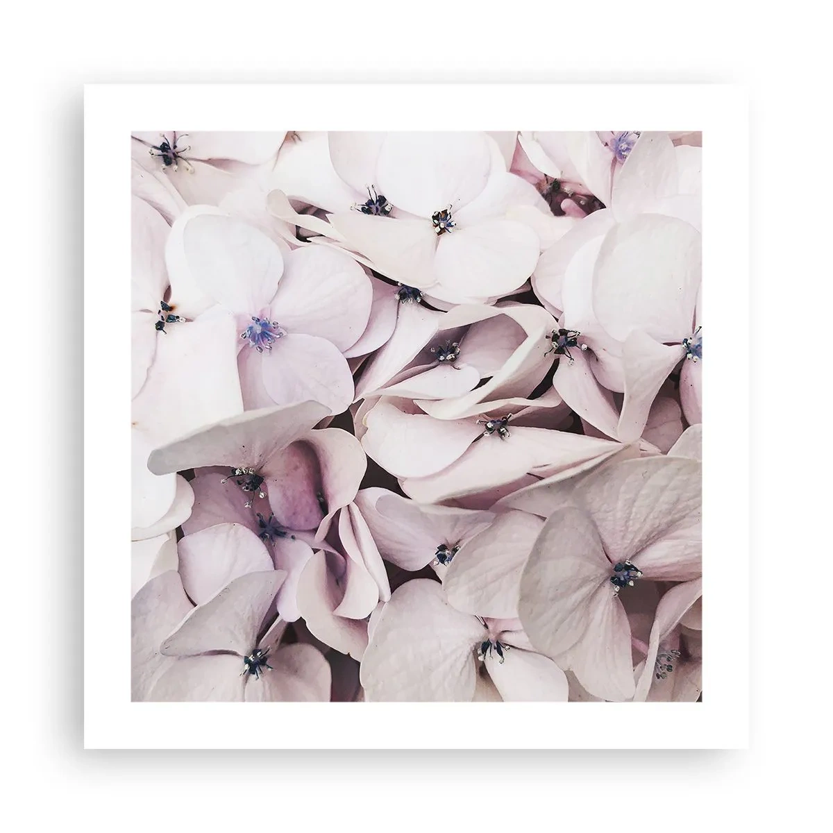 Poster - Într-un potop de flori - 50x50 cm