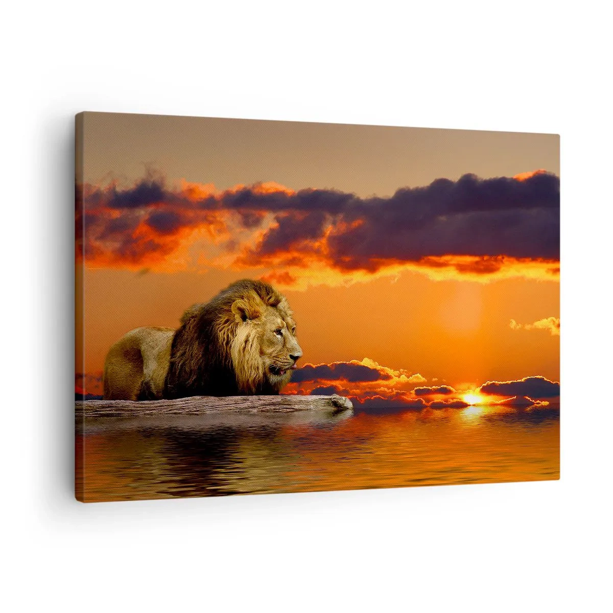 Tablou pe pânză Canvas - Un leu se odihnește lângă apă la apus, cu un cer dramatic. - 70x50cm - Regele naturii - Decorațiune modernă pentru perete pentru living și dormitor ARTTOR