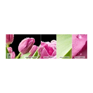 Mostră tapet autocolant Deluxe Sticker - Un vis de liliac în rouă - Flori, Lalele, Buchet de flori - 100x30 cm