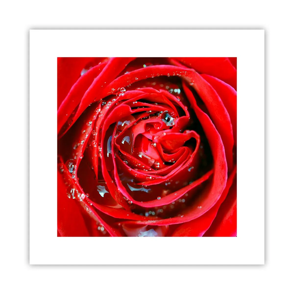 Poster - În picături de rouă - 30x30 cm