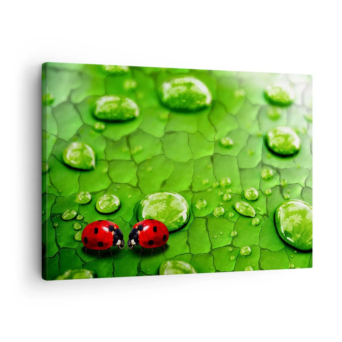Tablou pe pânză Canvas - Două buburuze pe o frunză cu picături de apă în macrofotografie - 70x50cm - Întâlnire în verde - Decorațiune modernă pentru perete pentru living și dormitor ARTTOR