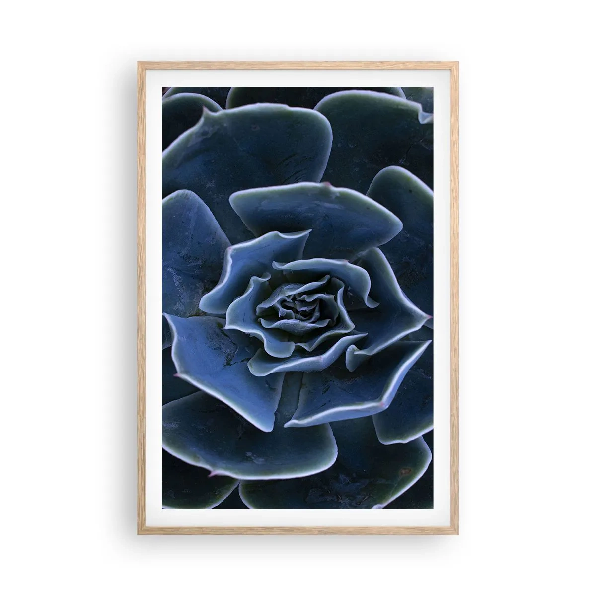 Poster în ramă de stejar deschis - Floare de deșert - 61x91 cm