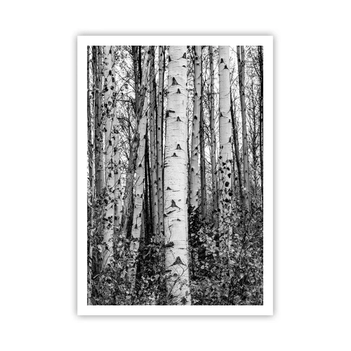 Poster - Coloane de mesteacăn - 70x100 cm