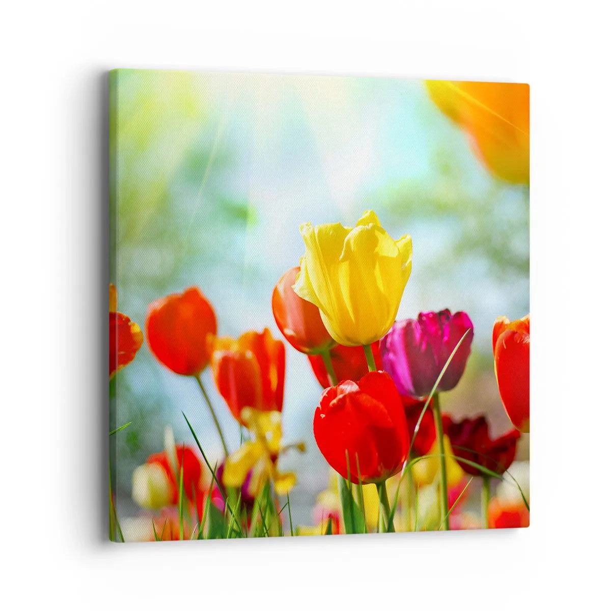 Tablou pe pânză - Toate culorile soarelui - 40x40 cm