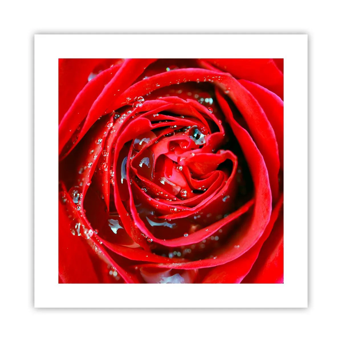 Poster - În picături de rouă - 40x40 cm