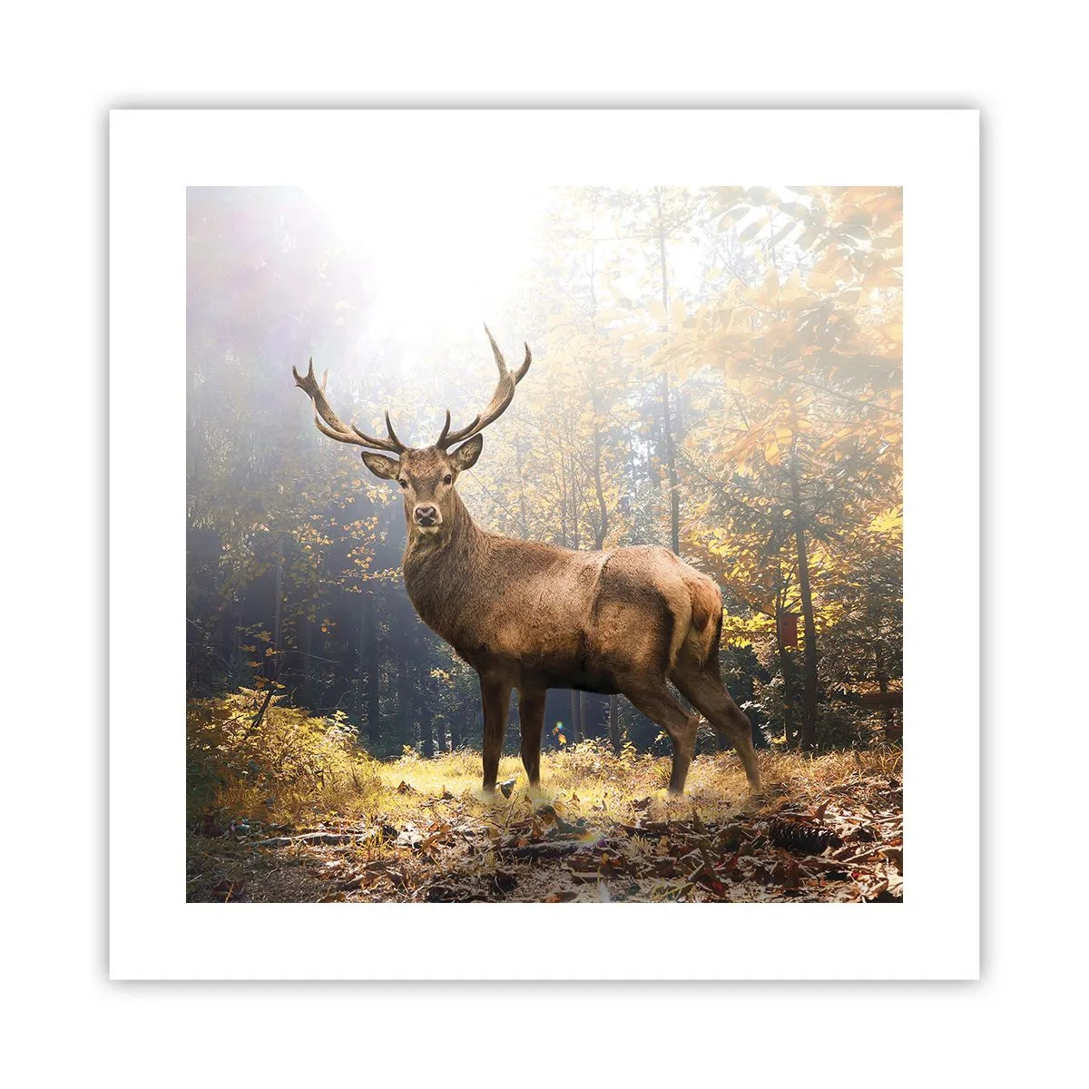 Poster - Măreție calmă - 40x40 cm